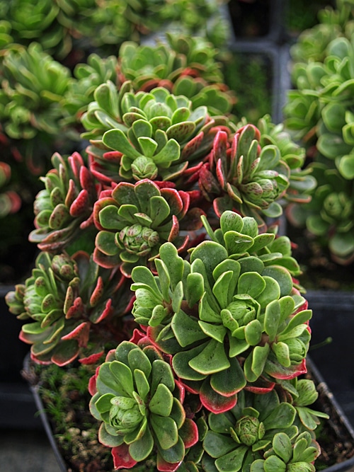 Aeonium kopišťovité