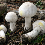 Agaricus_xanthodermus_fs-09