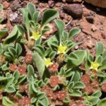Aizoon_canariense_Tenerife_1