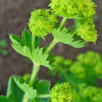 Alchemilla_vulgaris_002