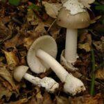 AmanitaVaginata2