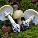 Amanita_phalloides(mgw-22)