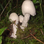 Amanita_virosa_02