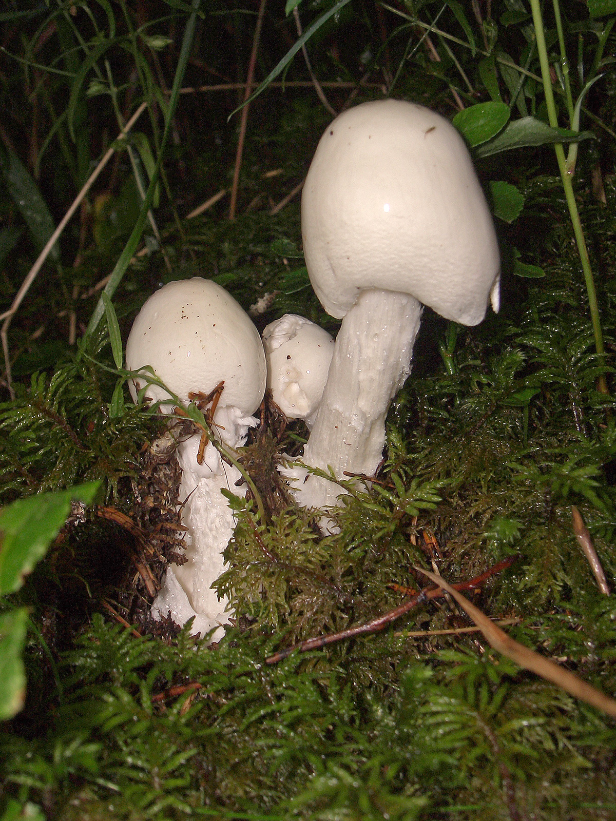 Muchomůrka jízlivá
