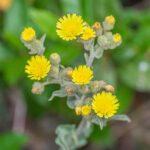 Andryala_integrifolia_in_Herault