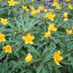 Anemone_ranunculoides_bgiu