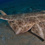 Angelshark_carlos_suarez_oceano_de_fuego