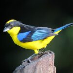 Anisognathus_somptuosus_Tangara_primavera_Blue-winged_Mountain-Tanager_(8448240986)