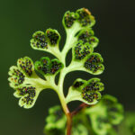 Anogramma leptophylla