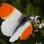 Anthocharis-cardamines-280405-1