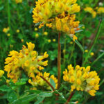 Anthyllis_vulneraria_002