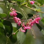 Antigonon_leptopus_(Coral_Vine)_in_Gandipet,_Hyderabad,_AP_W2_IMG_9084