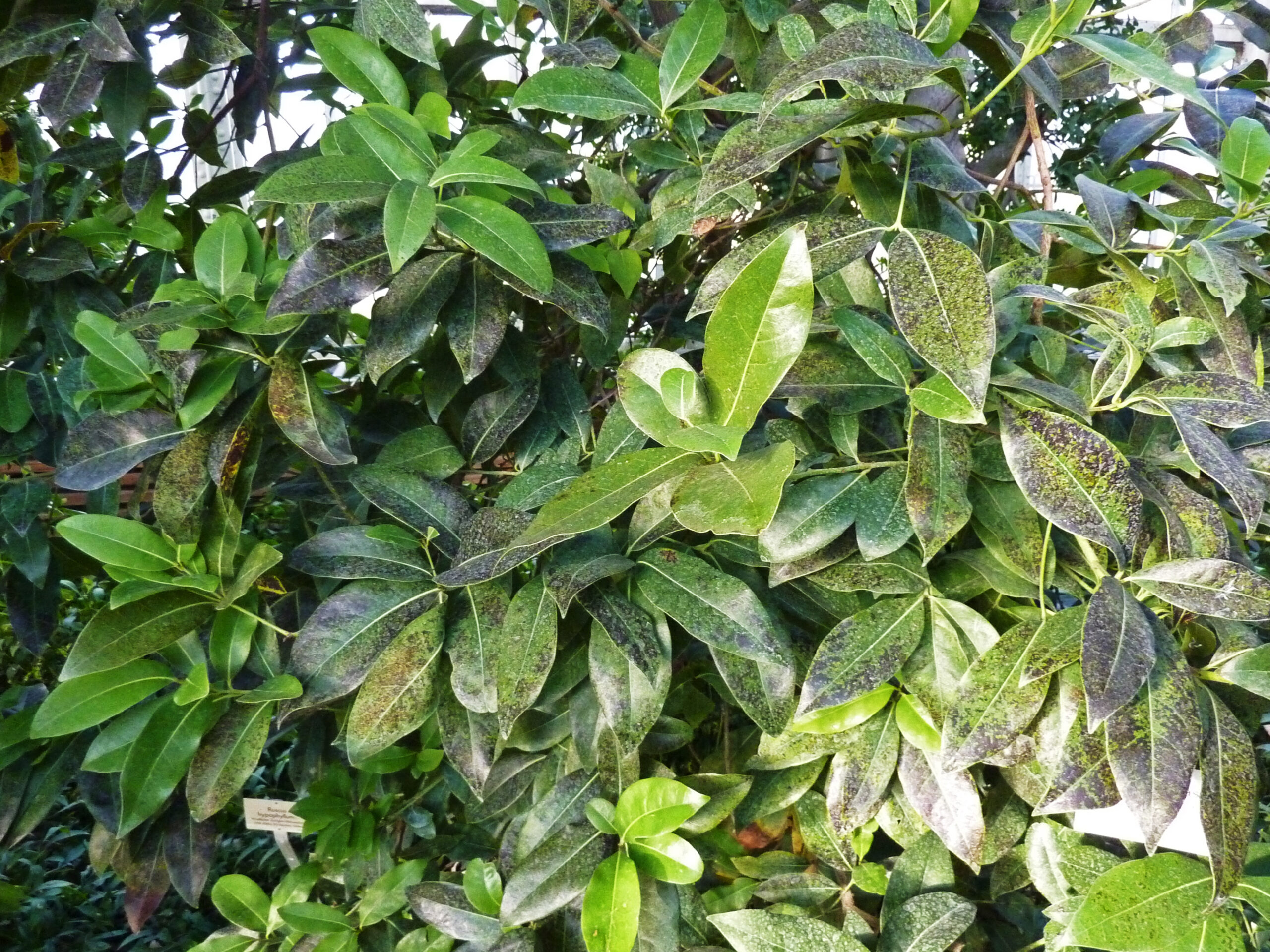 Apollonias barbusano