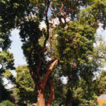 Arbutus_andrachne