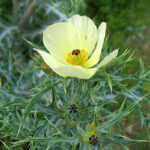Argemone-ochroleuca
