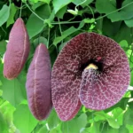 Aristolochiagigantea.jpg