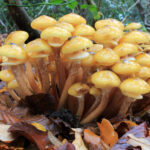 Armillaria_mellea,_Honey_Fungus,_UK_1