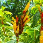 Arya.Sanchezia_speciosa.taman_kuning.KRK.2019.03.jpg