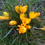 Asparagales_-_Crocus_chrysanthus_-_kew_1