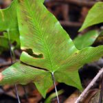 Asplenium_hemionitis_sori