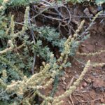 Atriplex_glauca_subsp_ifniensis_Tenerife_1