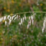 Avena_May_2010-3