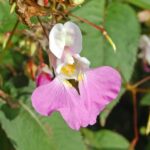 Balsaminaceae – Impatiens balfouri