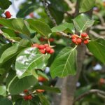 Banyan_tree_Ficus_benghalensis_leaf__ripe_figs_in_Secunderabad_AP_W_IMG_6633