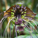 Bat Flower or Cat Whiskers (Tacca Chantrieri)