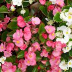 Begonia-semperflorens-cultorum