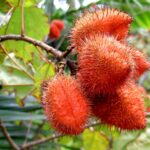 Bixa_orellana_fruit_bristledshell_xavierf