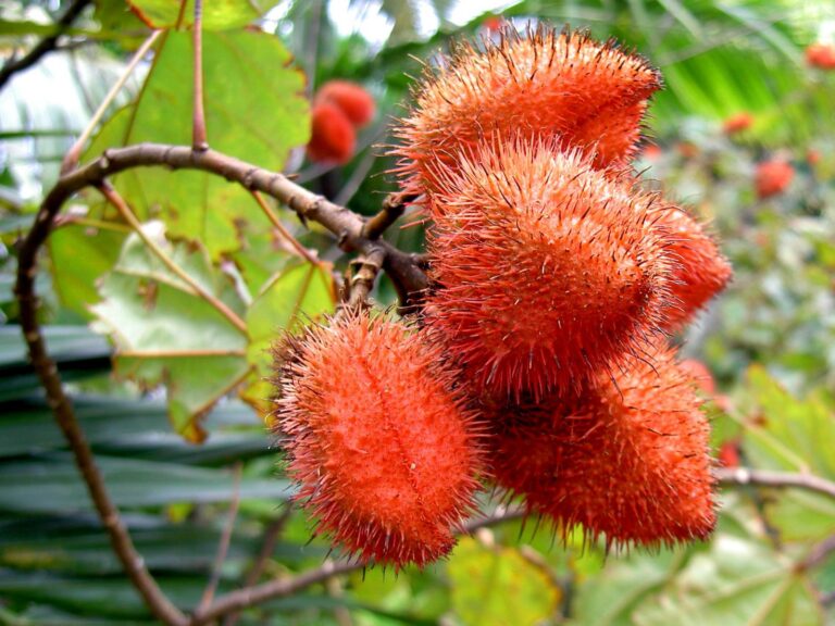 Bixa_orellana_fruit_bristledshell_xavierf