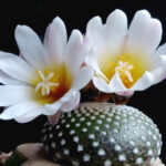 Blossfeldia-liliputiana4