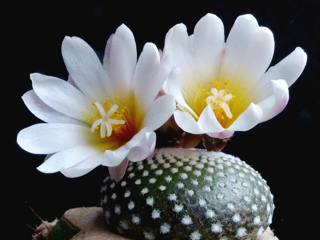 Blossfeldia liliputana