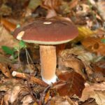 Boletus_badius_JPG1