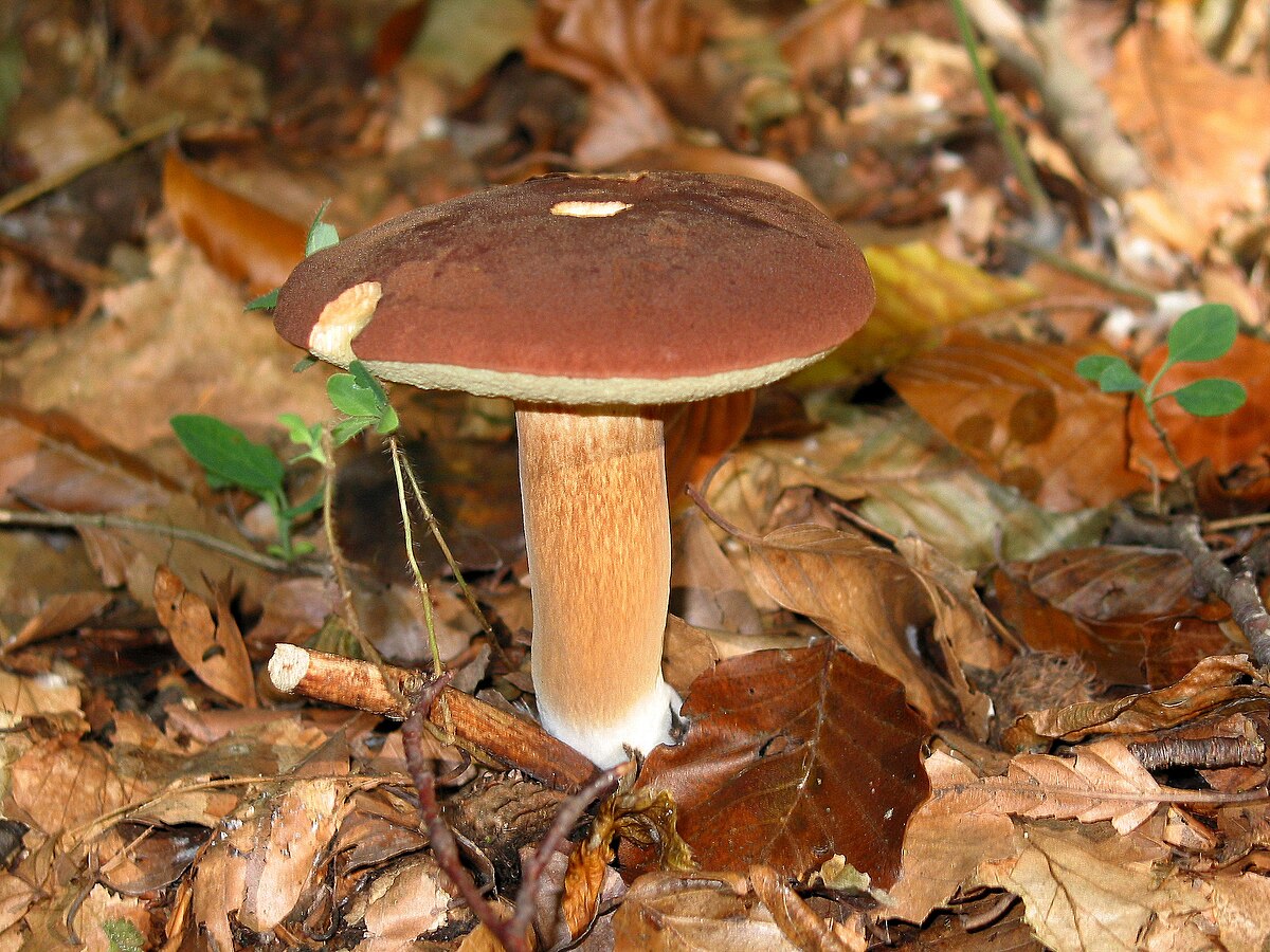 Hřib hnědý