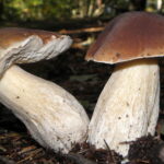 Boletus_edulis1