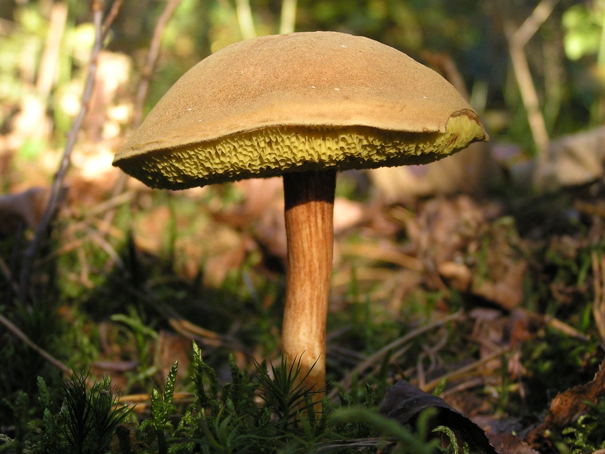 Hřib plstnatý
