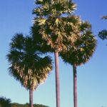 Borassus_flabellifer