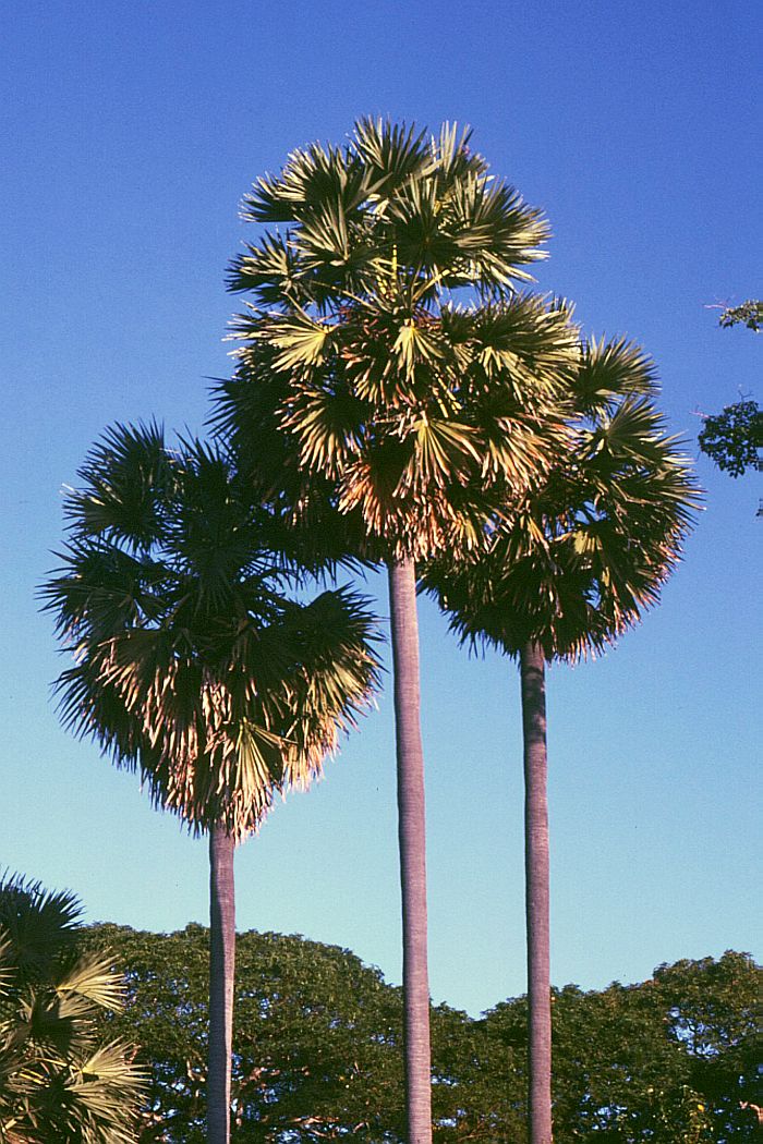 Palma lontar