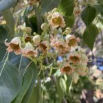 Brachychiton-populneus-bed-L-on-NE-3595-scaled