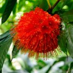 Brownea-Grandiceps-x-Macrophylla