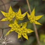 Bupleurum baldense gussonei07