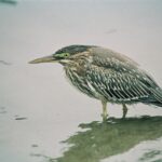 Butorides_(striatus)_virescens_-_Lee_Karney_FWS