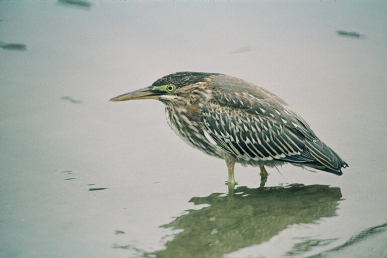 Volavka proměnlivá zelenavá Butorides_(striatus)_virescens_-_Lee_Karney_FWS
