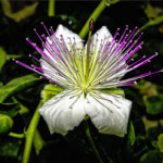 CAPARRIS-SPINOSA-1