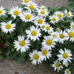 CHRYZANTEMA-SKALKOVÁ-Chrysanthemum-arcticum