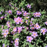 CISTUS_ALBIDUS_-_AGUDA_-_IB-614_(Estepa_blanca)