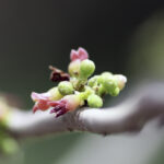 Balzám gileadenský COMMIPHORA+GILEADENSIS+FLOWER+(1)