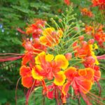 Caesalpinia-Pulcherrima-Briza-Naddobna-5-semen